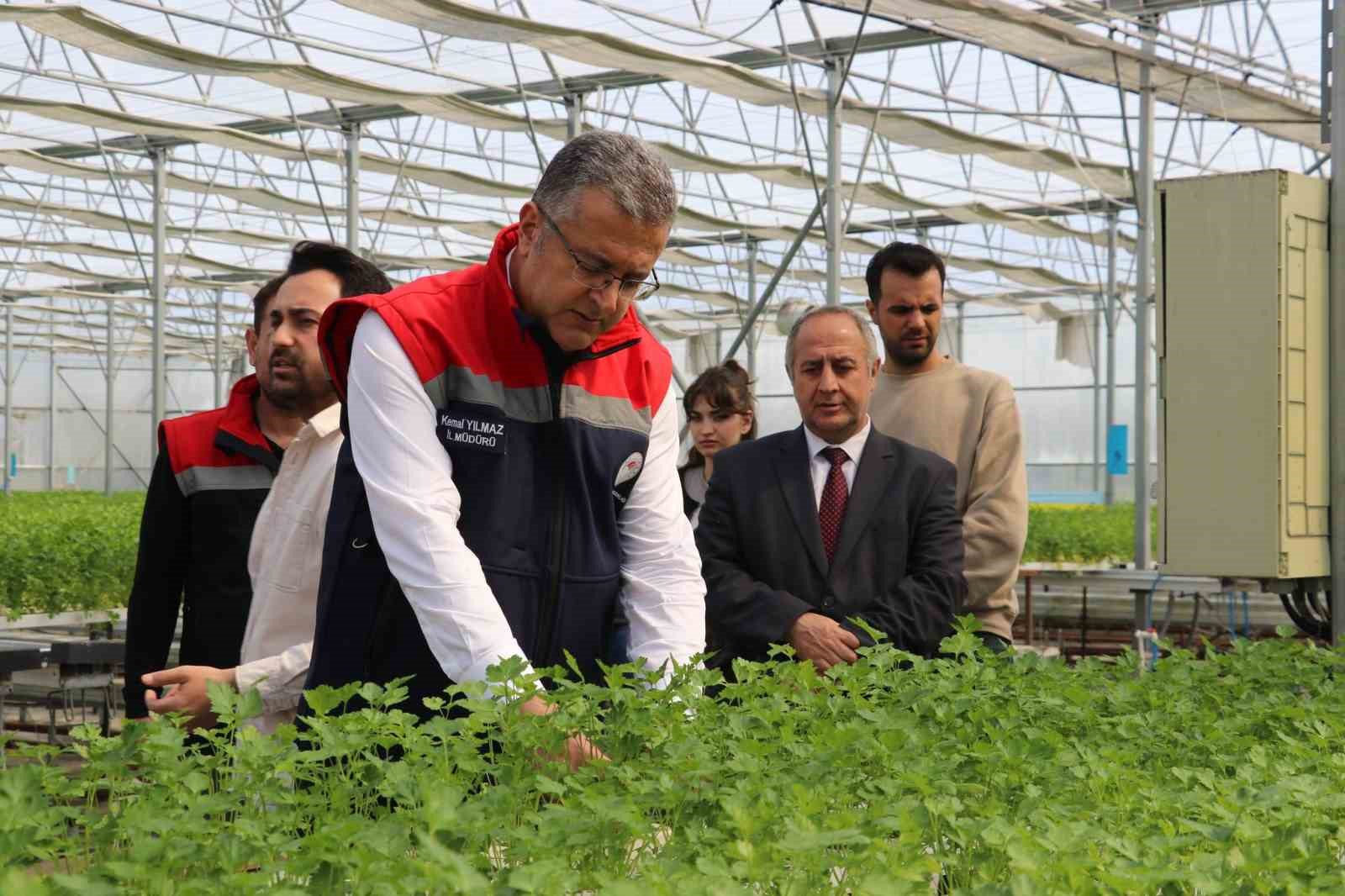 &Ccedil;arşamba&rsquo;da hidroponik maydanozda ilk hasat yapıldı
