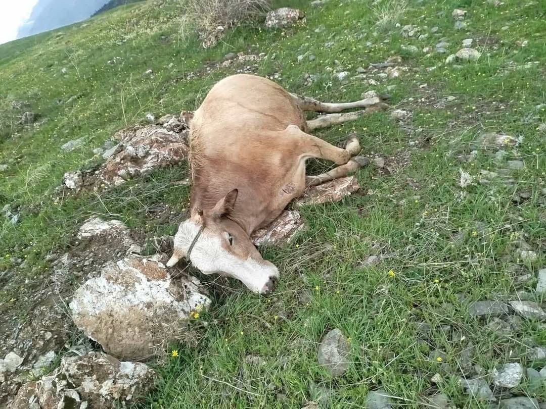 Elazığ&rsquo;da yıldırımın &ccedil;arptığı inekler telef oldu
