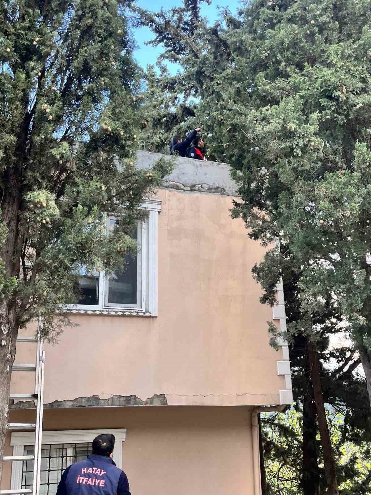 Defne’de ağaçta mahsur kalan kediyi itfaiye kurtardı