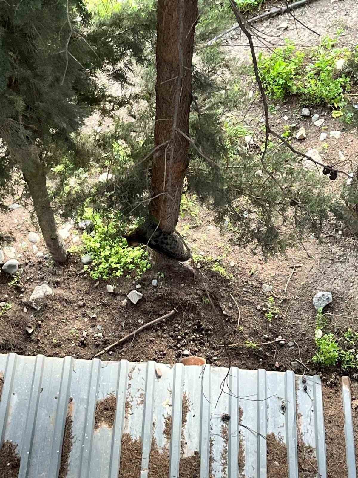 Defne’de ağaçta mahsur kalan kediyi itfaiye kurtardı