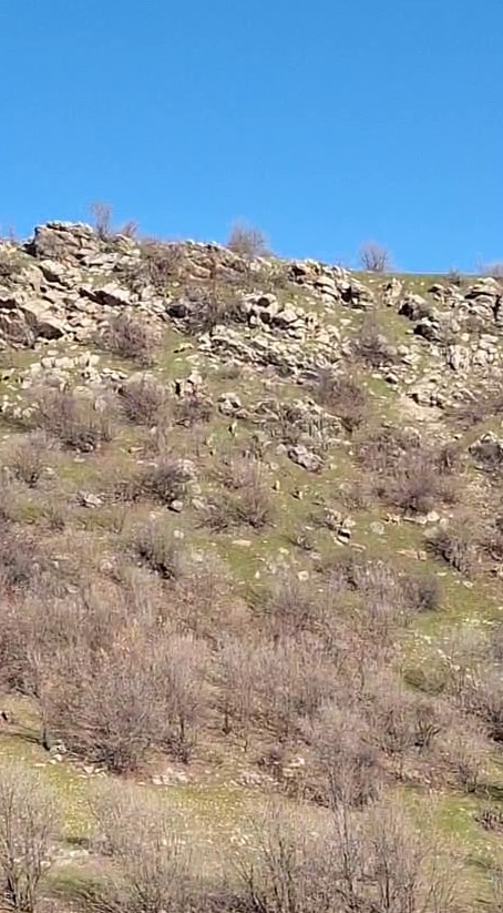 Diyarbakır’da popülasyonları her geçen gün artıyor, kaçak avlayanlara 940 bin lira ceza kesiliyor