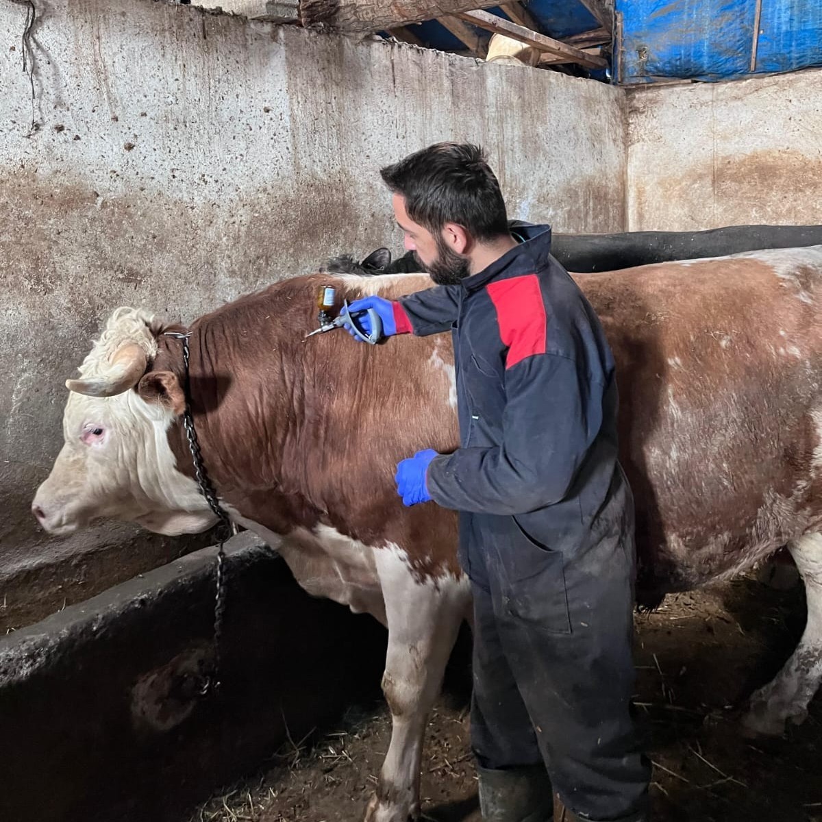 Çayırlı’da büyükbaş hayvanlara aşılama çalışması sürüyor