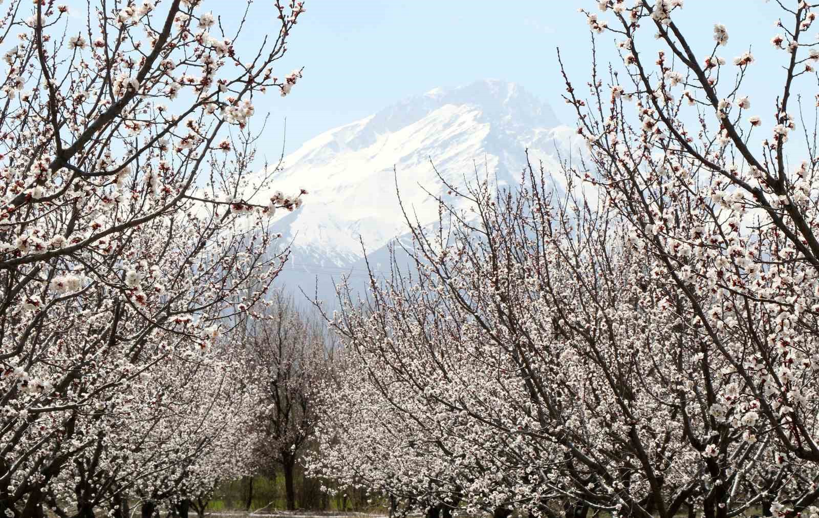 &Ccedil;i&ccedil;ek a&ccedil;an ağa&ccedil;ların g&ouml;rselliği mest etti
