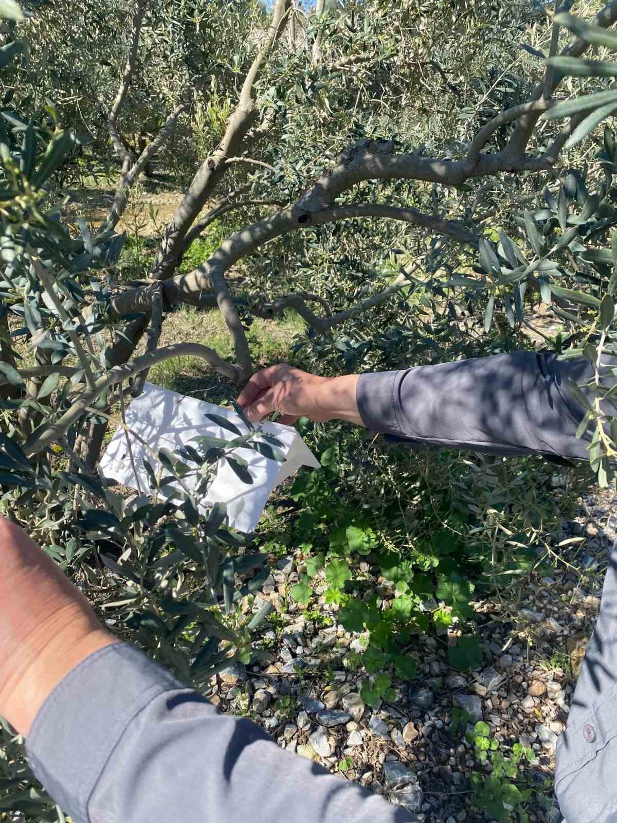 Zeytin g&uuml;vesine karşı tuzak kurulumları başladı
