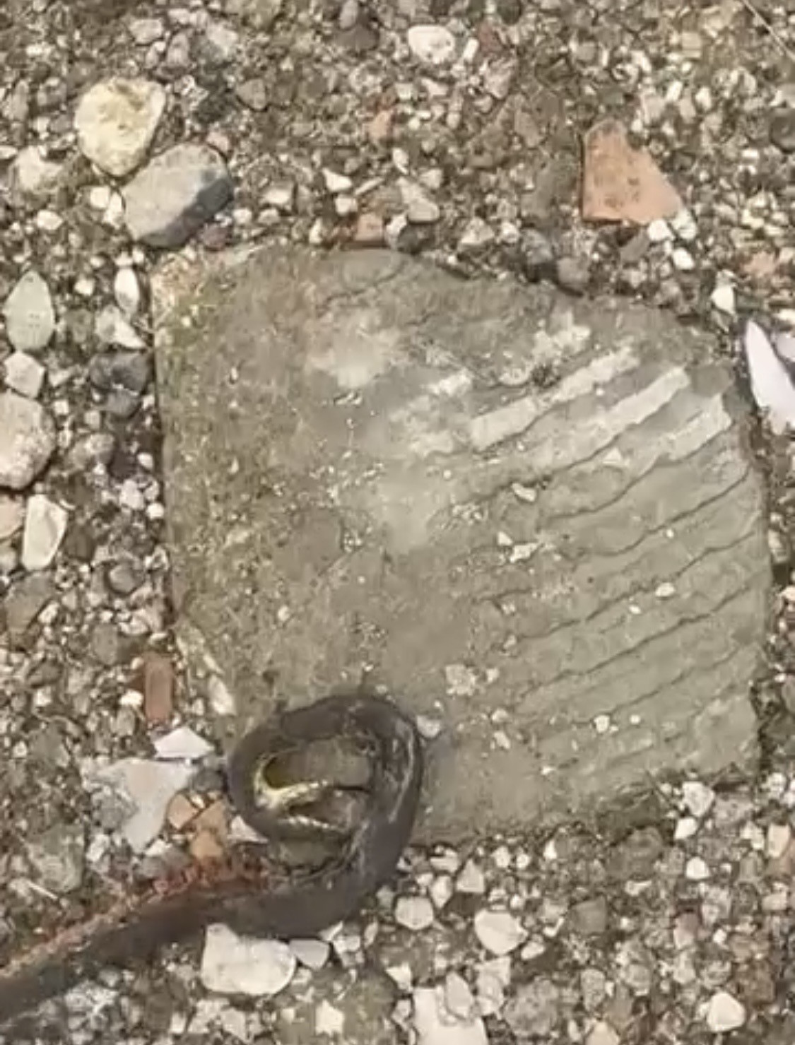 Diyarbakır&rsquo;da yılanlar kış uykusundan uyandı
