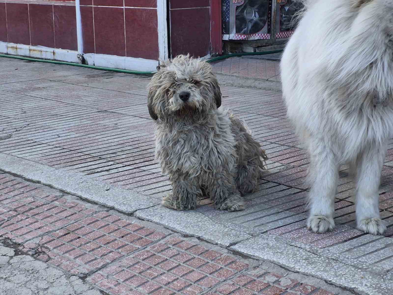 Sanayide tüyleri kirlenen beyaz köpek adeta kapkara oldu
