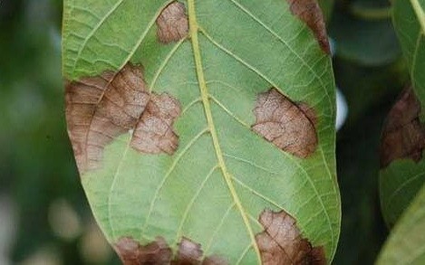 Salihli&rsquo;de ceviz &uuml;reticilerine antraknoz uyarısı
