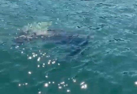 Rize&rsquo;de nadir g&ouml;r&uuml;len deniz kaplumbağası balık&ccedil;ının kamerasına yansıdı
