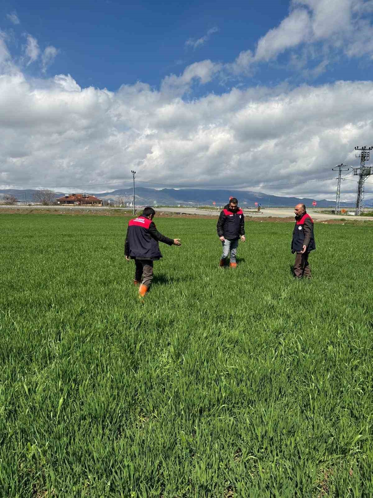 Elazığ&rsquo;da hububat &uuml;reticilerine k&ouml;k ve k&ouml;k boğazı hastalık uyarısı
