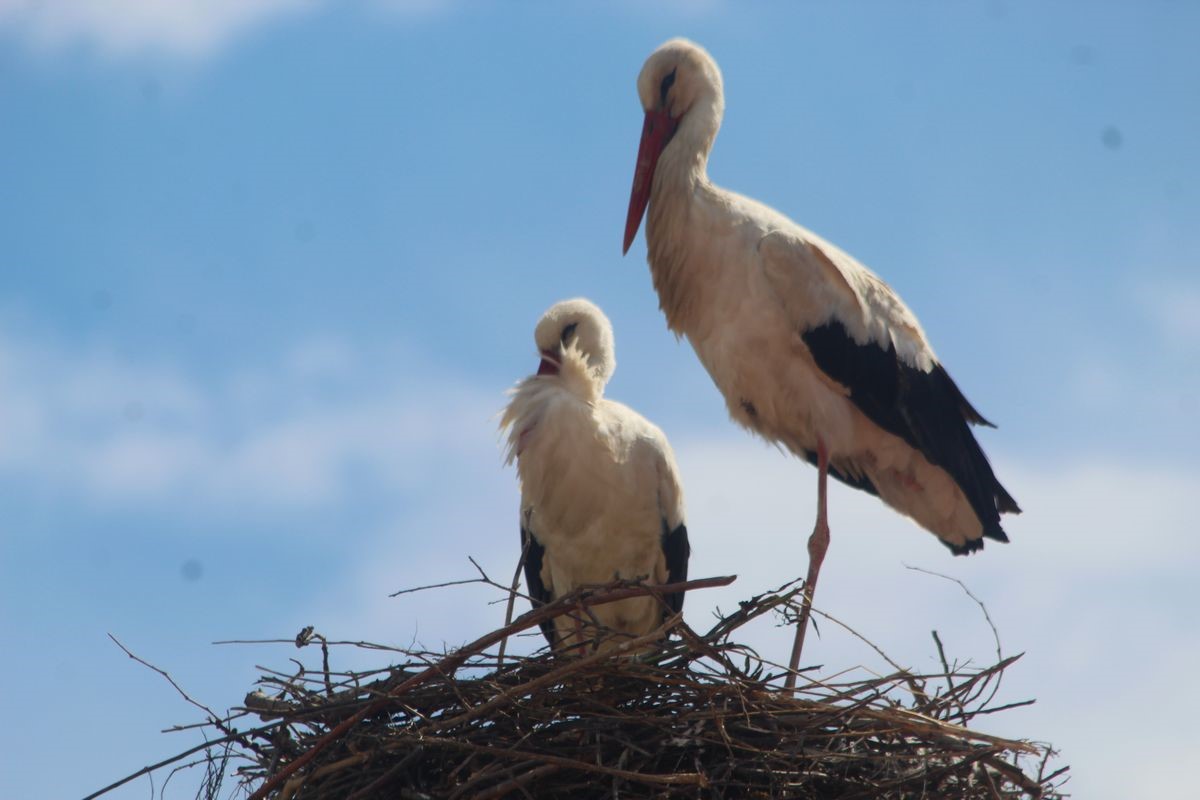 Kuşadası’nda 40 yıl sonra leylek sevinci