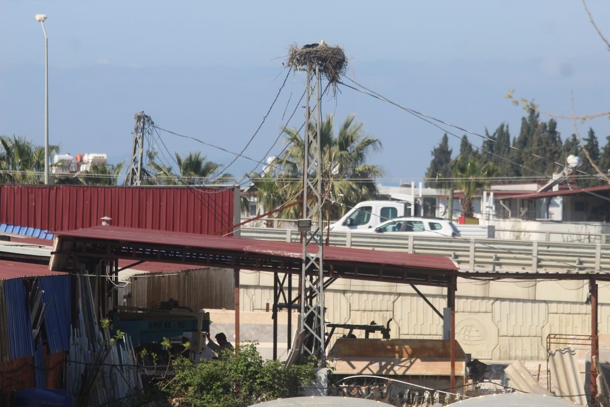 Kuşadası&rsquo;nda 40 yıl sonra leylek sevinci

