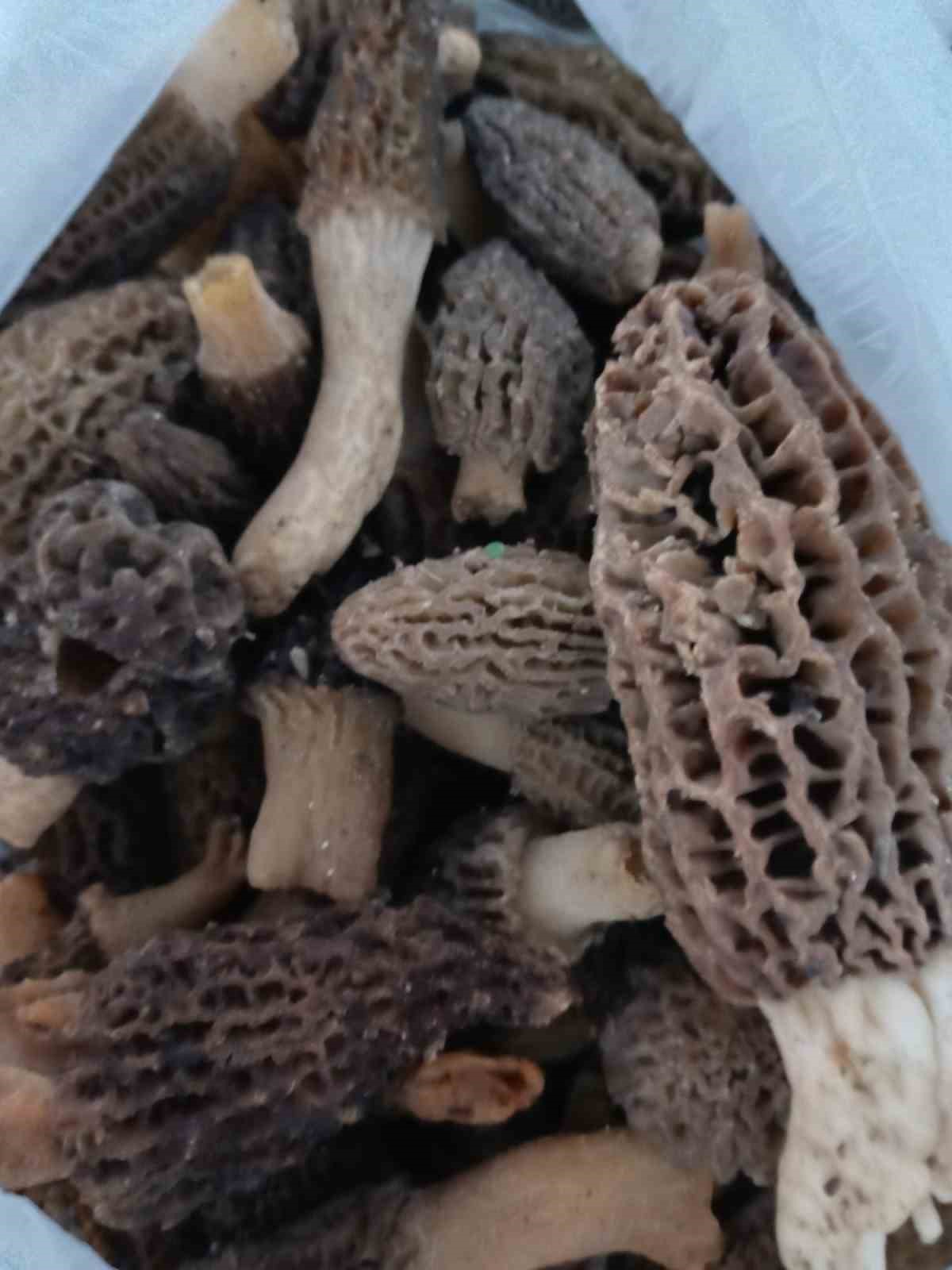 Manisa&rsquo;da kuzug&ouml;beği tutkusu engel tanımıyor
