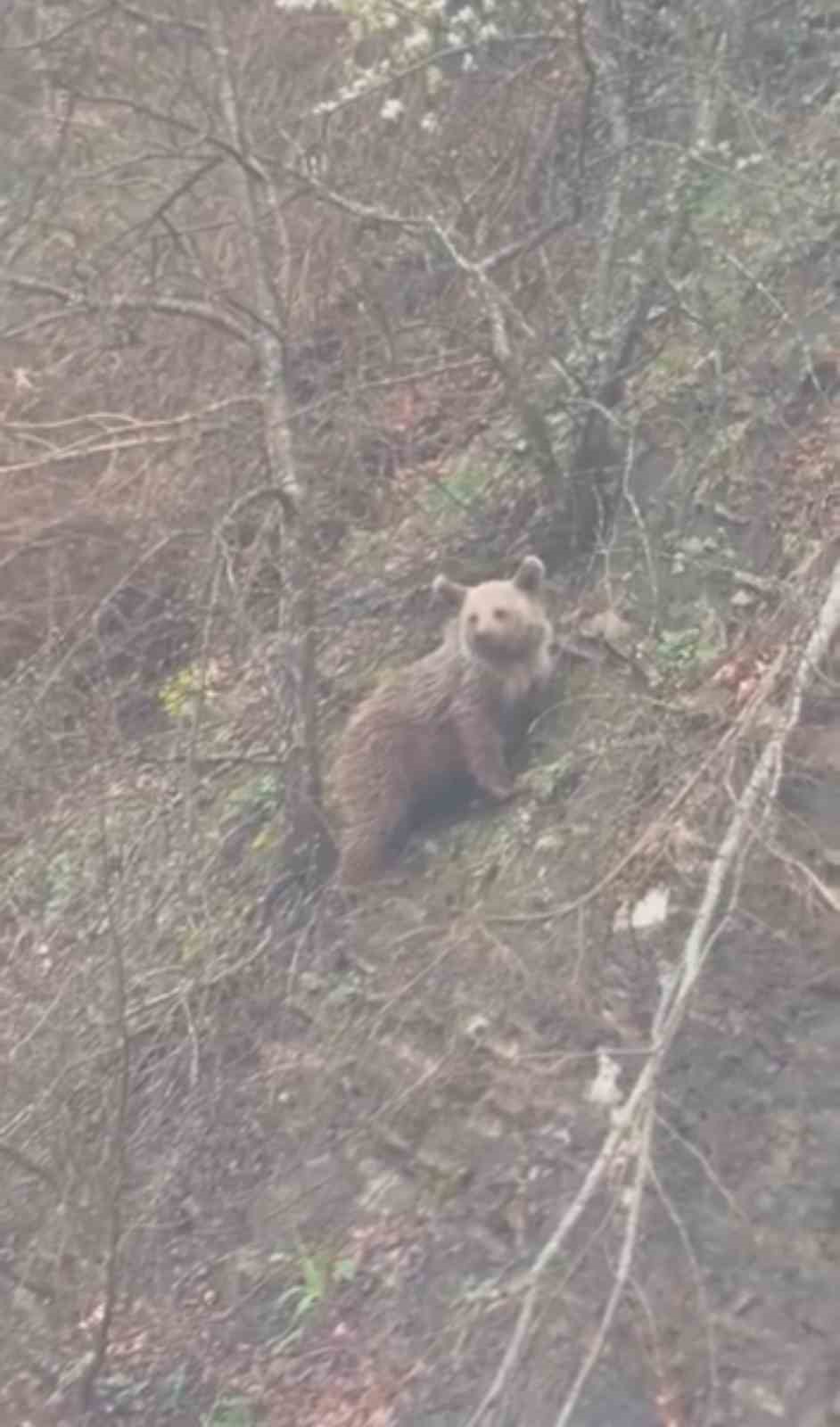 Sinop&rsquo;ta yavru ayı yolda g&ouml;r&uuml;nt&uuml;lendi

