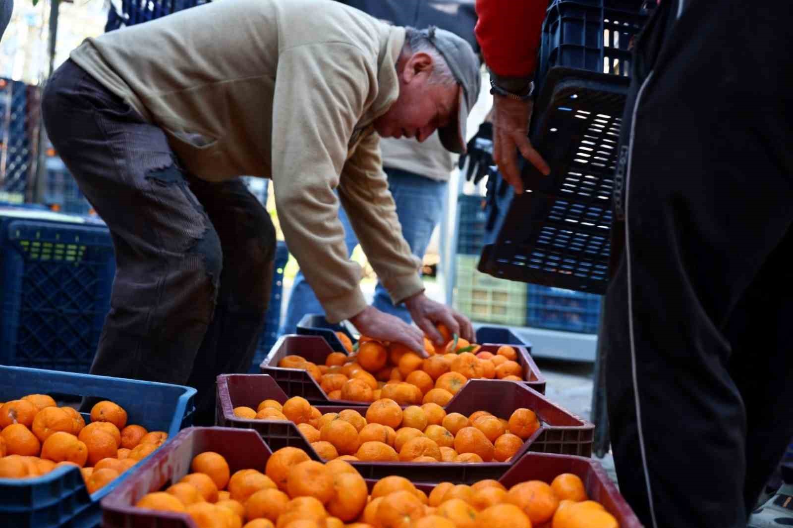 Mandalin üreticisine 5 milyon kazanç