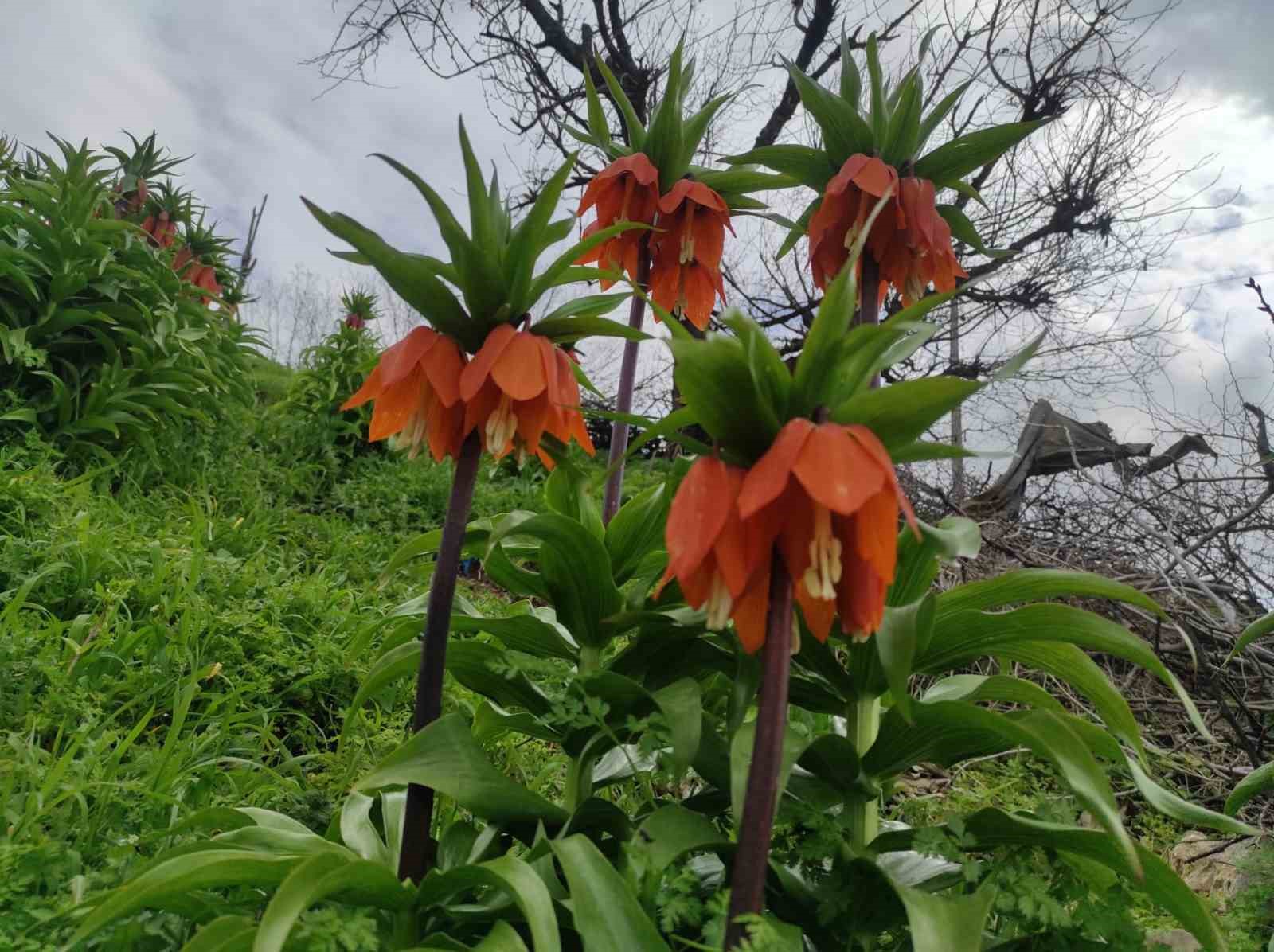 Baharın h&uuml;z&uuml;nl&uuml; &ccedil;i&ccedil;eği: Doğu ve G&uuml;neydoğu Anadolu B&ouml;lgesi&rsquo;nin sembol&uuml; ters lale yoğun ilgi g&ouml;r&uuml;yor
