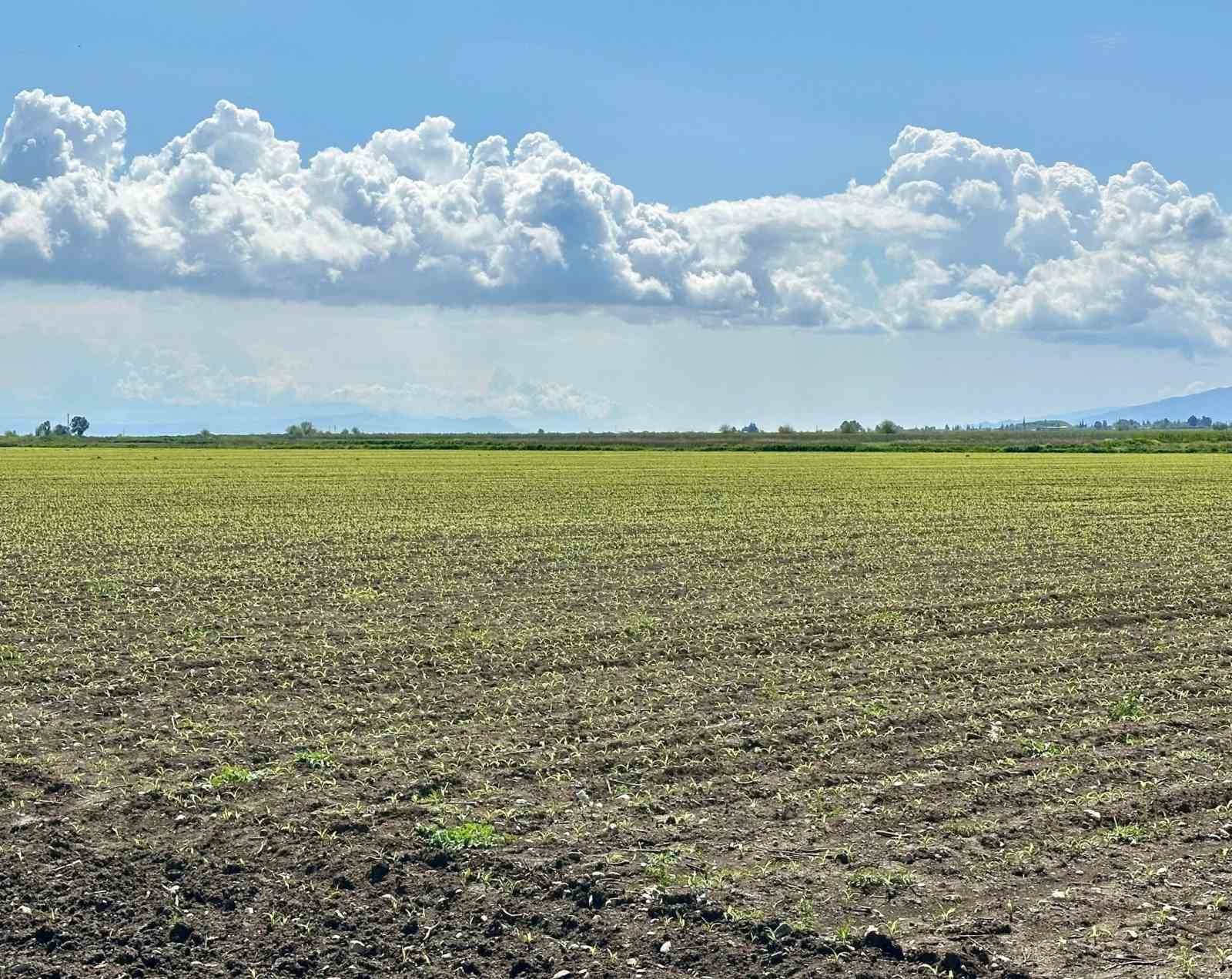 Kırıkhan’da mısır ekili alanlar incelendi