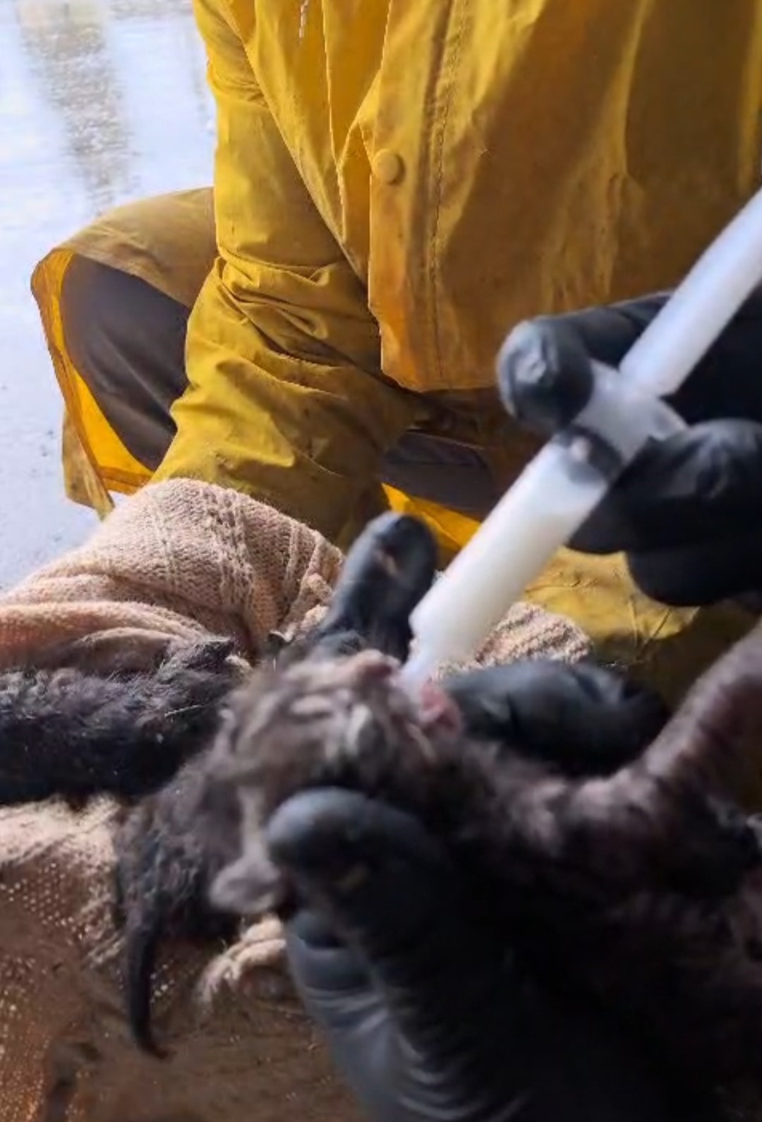 Temizlik iş&ccedil;ilerinin dikkati, yavru kedileri &ouml;l&uuml;mden kurtardı
