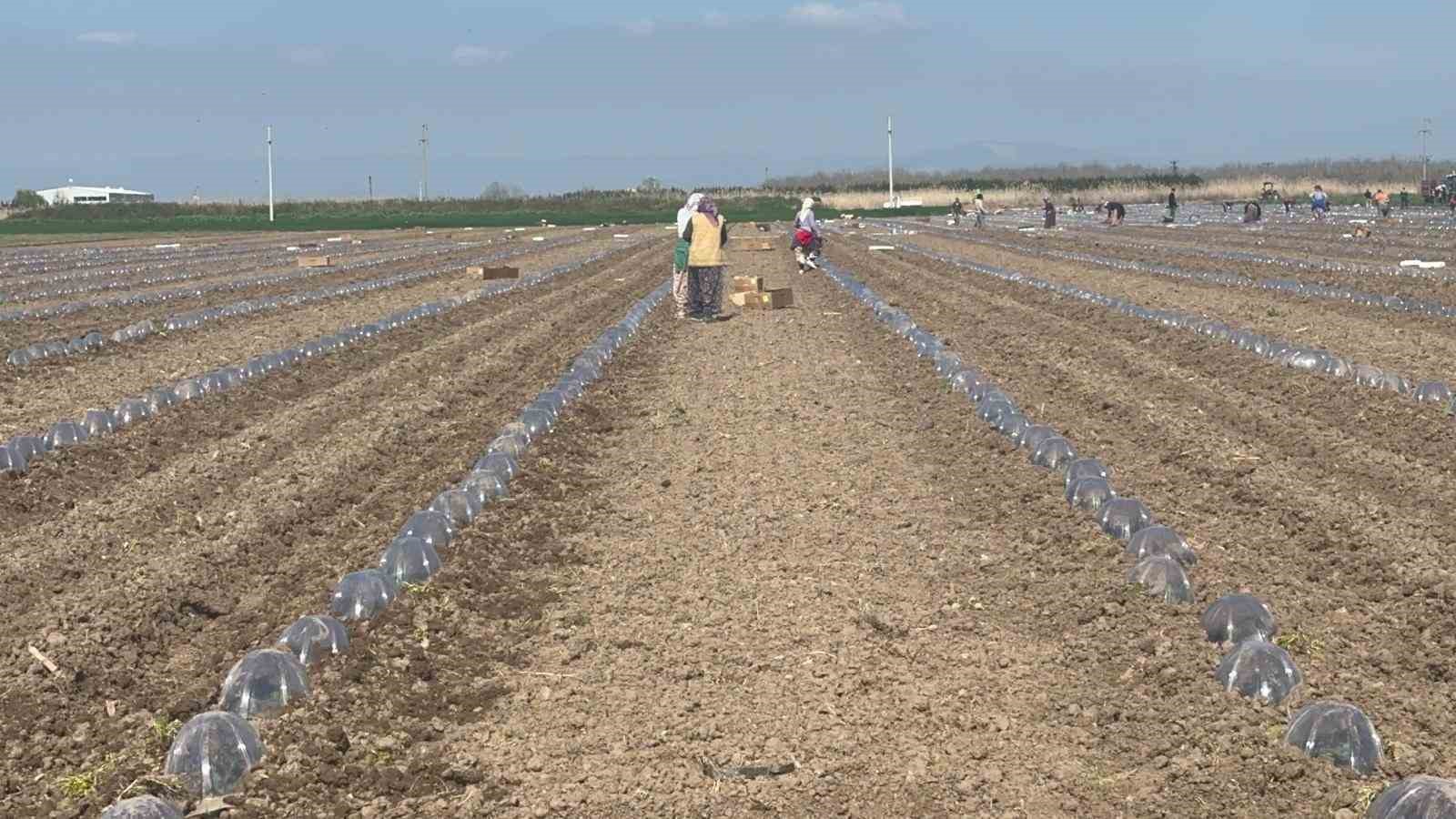 Karacabey’de salçalık domates ekiminde "serbest"in fazla olması bekleniyor