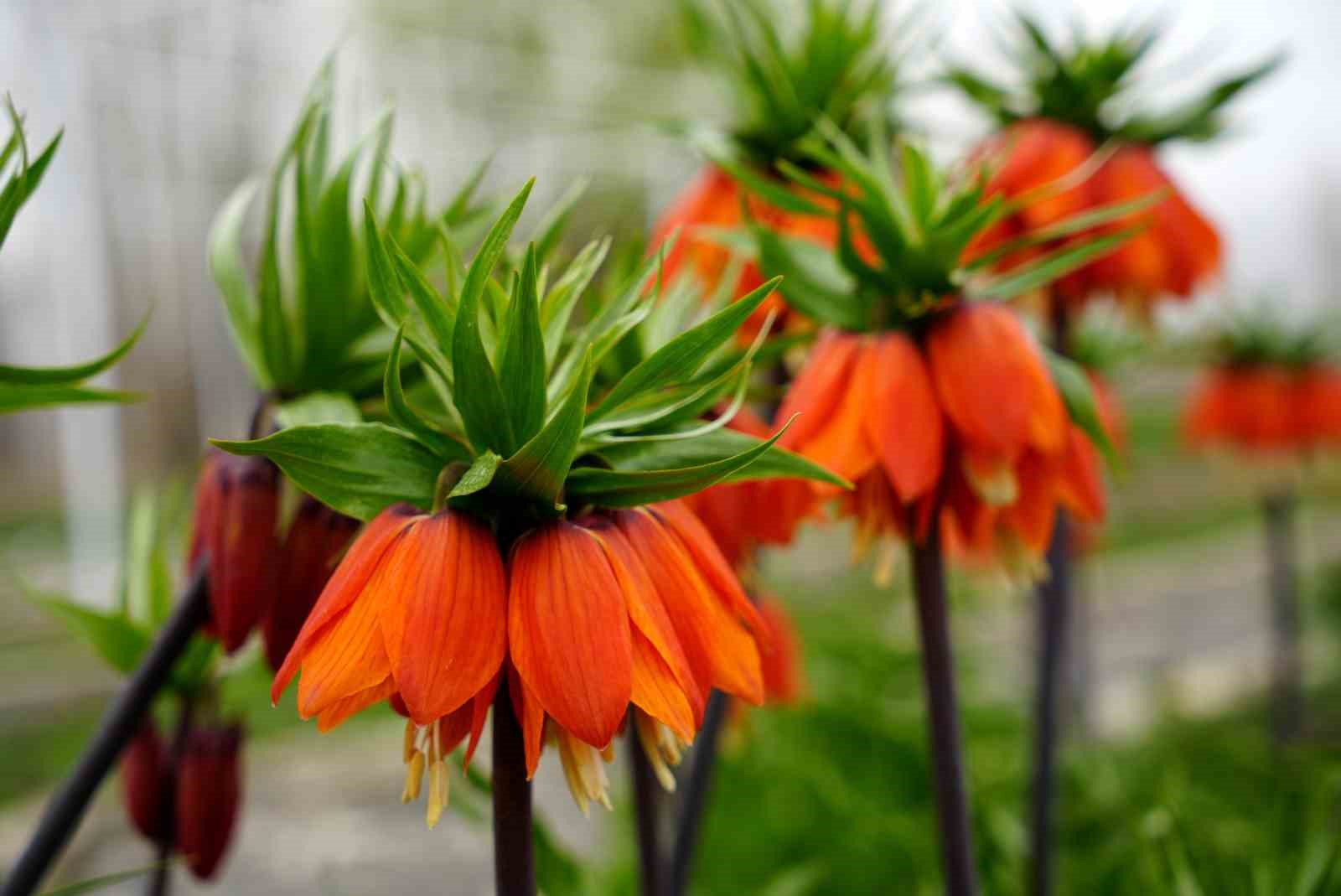 Kemaliye dağlarında ters laleler a&ccedil;tı
