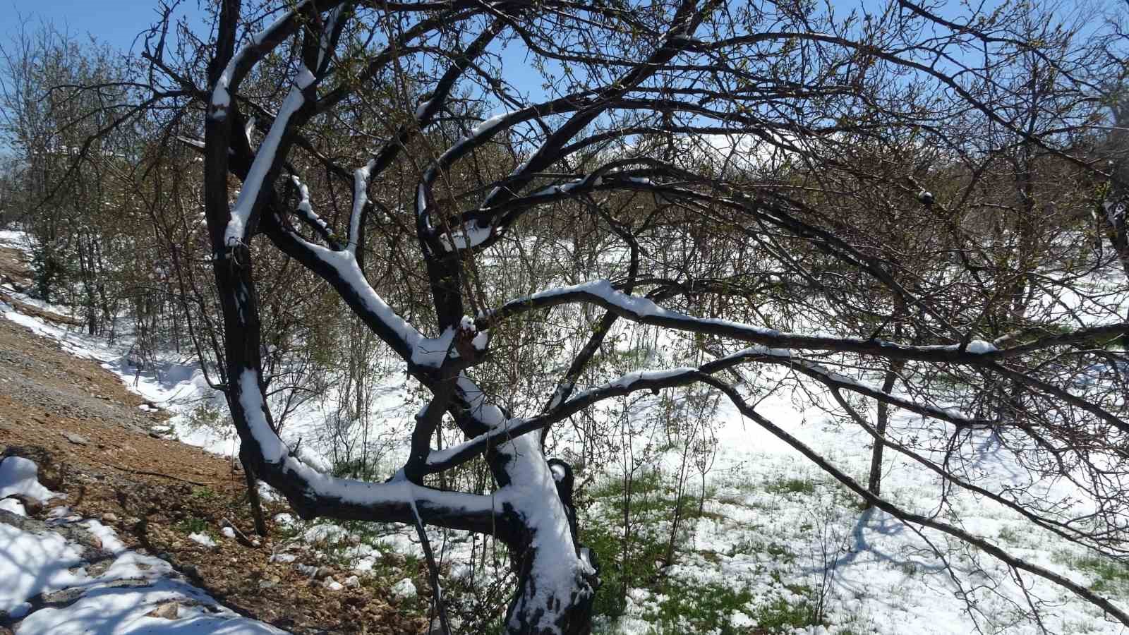 Malatya&rsquo;da kayısıda don endişesi

