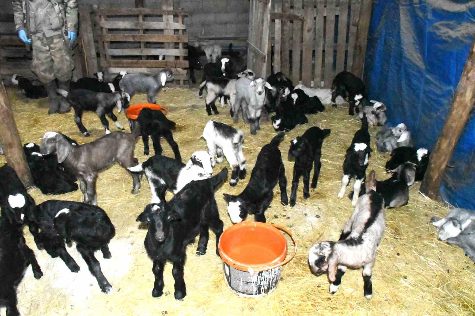 Yozgatlı keçi yetiştiricisi kireçli yöntemle hayvan kayıplarını önledi