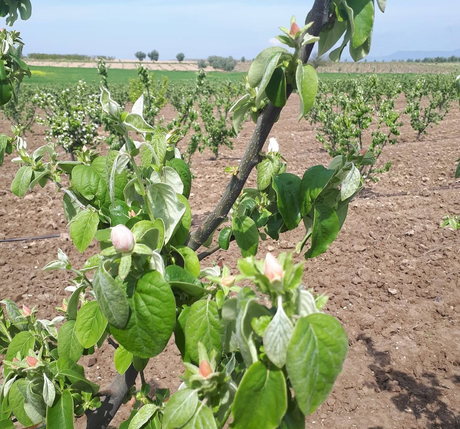 Meyve &uuml;reticilerine ateş yanıklığı uyarısı
