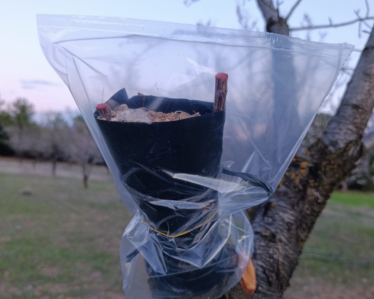 Uşak&rsquo;ta badem &uuml;reticilerine don uyarısı
