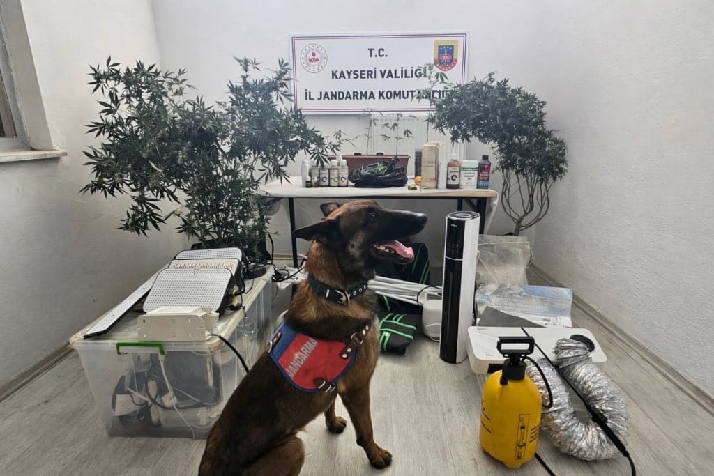 Yasadışı kenevir eken şahıs yakalandı