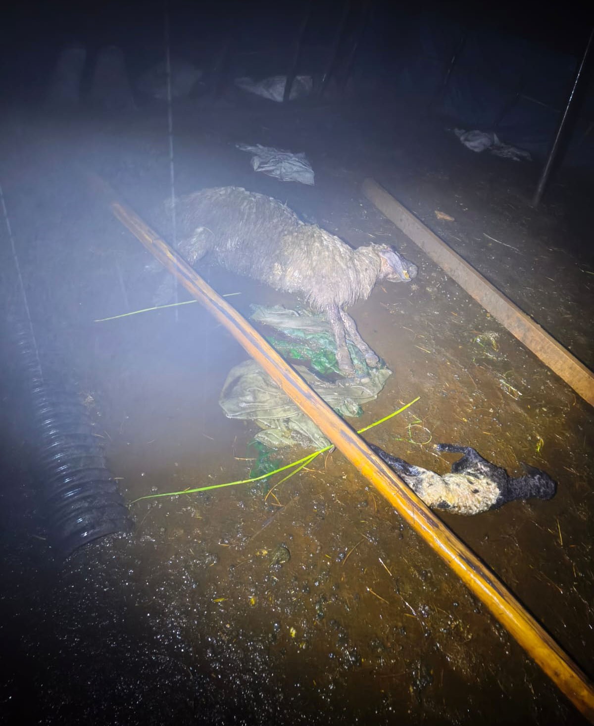 Şırnak’ta fırtına ağılı yıktı: 6 koyun telef oldu
