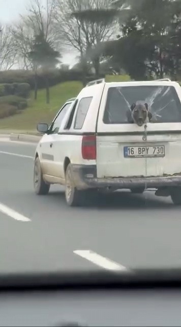 K&ouml;peğin komik anları kamerada
