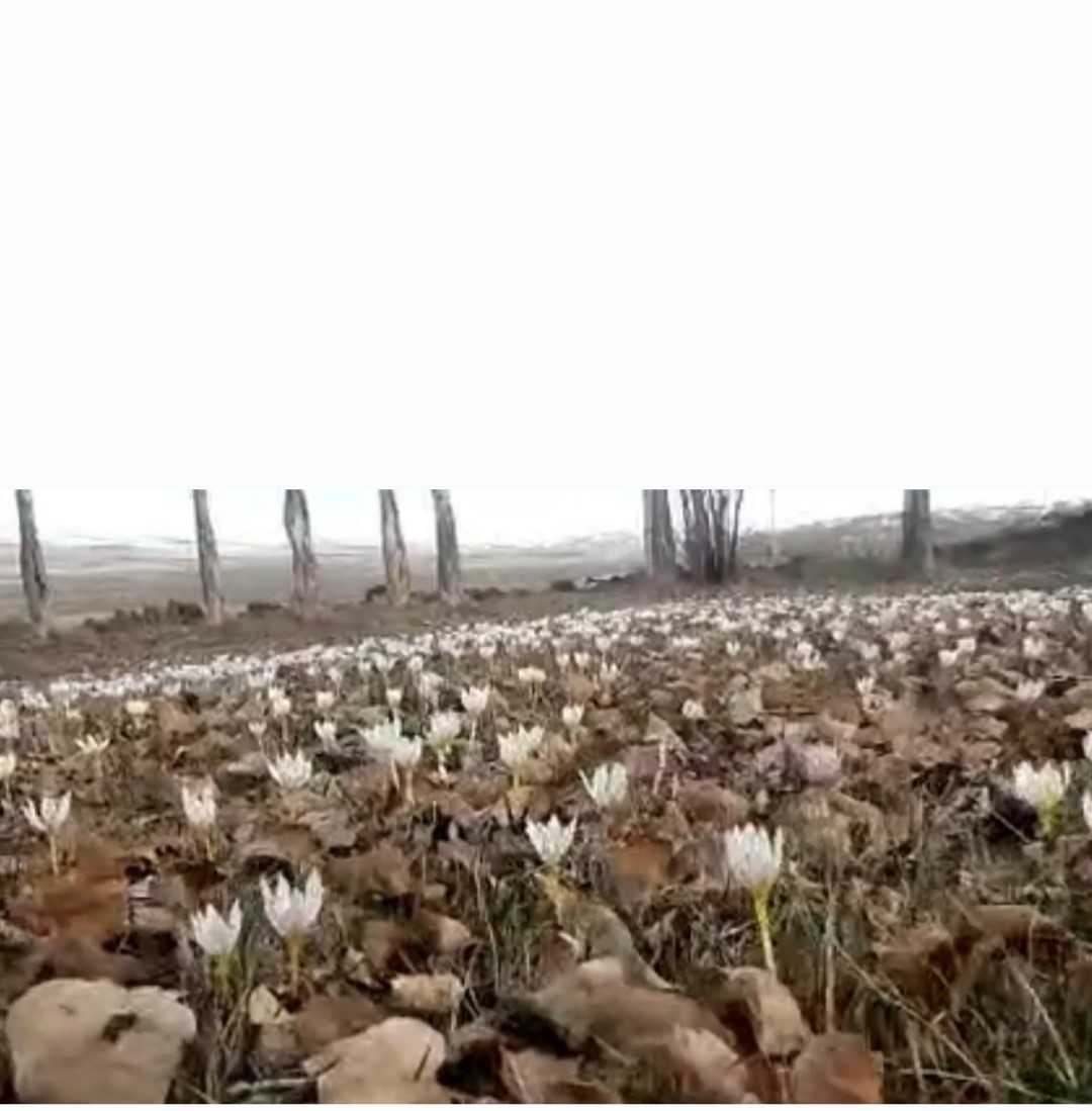 &Ouml;zalp&rsquo;te baharın m&uuml;jdecisi &ccedil;iğdemler a&ccedil;tı
