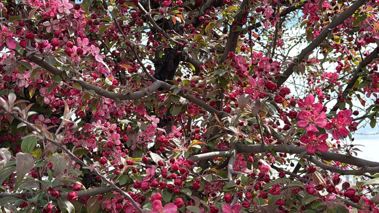 Diyarbakır&rsquo;da ağa&ccedil;lar &rsquo;kırmızıya&rsquo; b&uuml;r&uuml;nd&uuml;
