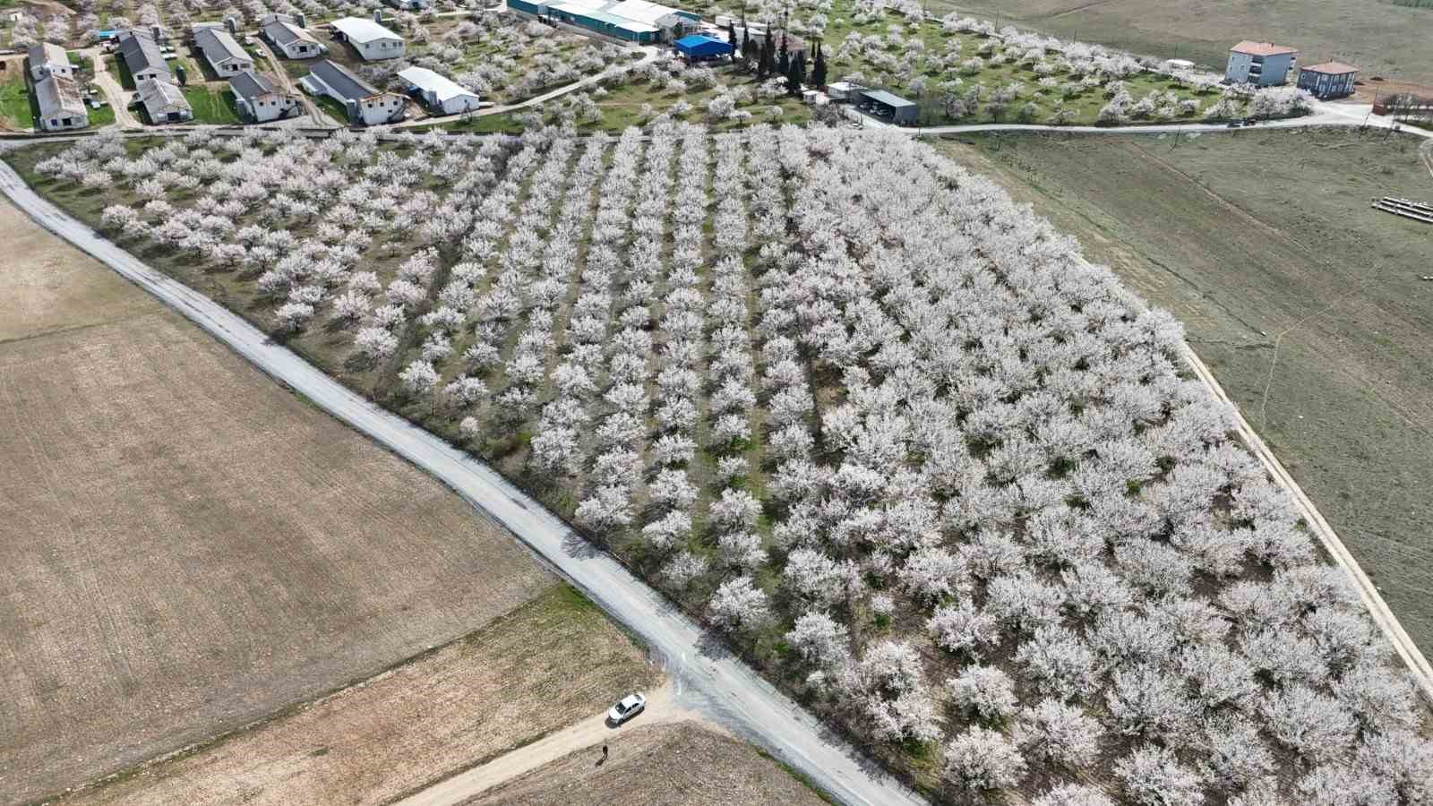 Malatya’da kayısıda iklim endişesi devam ediyor