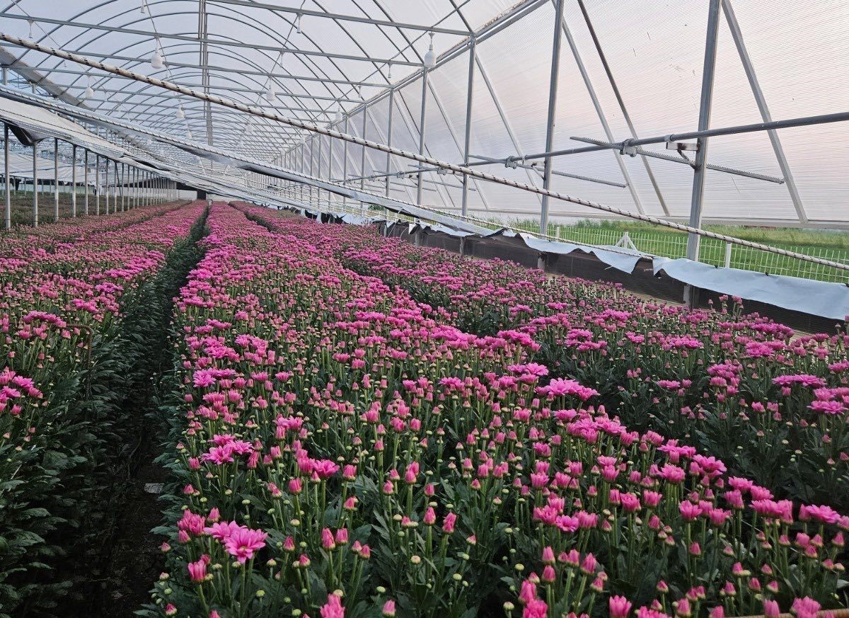 Simav&rsquo;daki seralarda domatese alternatif kesme &ccedil;i&ccedil;ek &uuml;retimi
