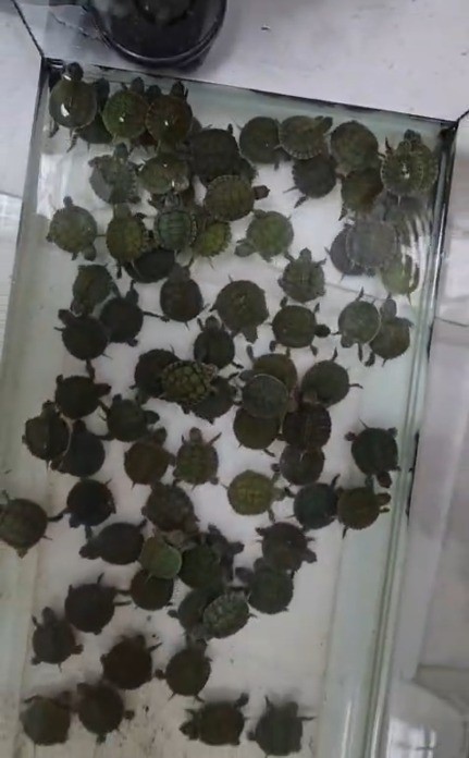 Denizli&rsquo;de petshop denetiminde 164 hayvana el konuldu
