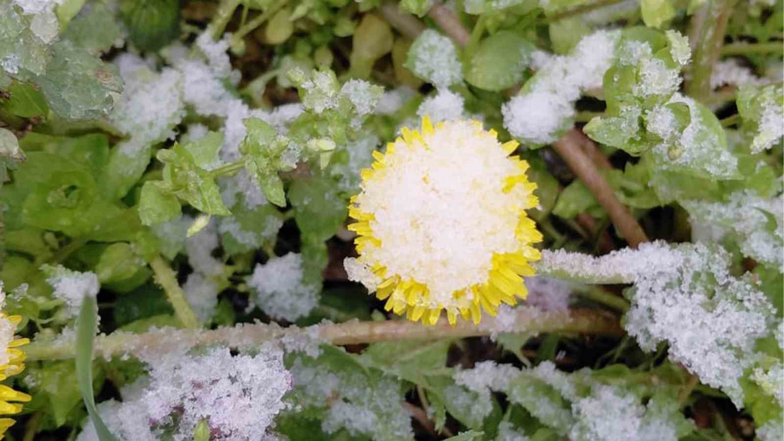 Bolu&rsquo;da baharda a&ccedil;an &ccedil;i&ccedil;ekler beyaza b&uuml;r&uuml;nd&uuml;
