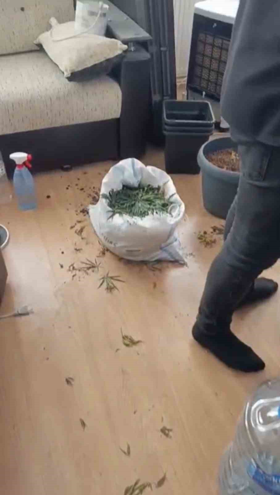 Jandarmadan evde kenevir operasyonu
