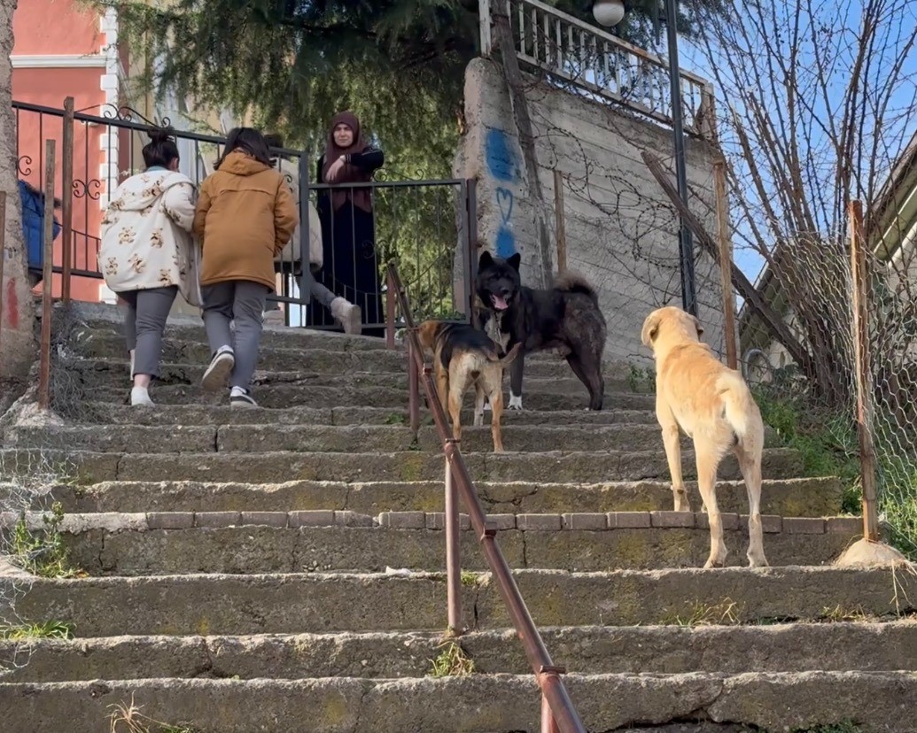 Aybastı&rsquo;da başıboş k&ouml;pekler vatandaşları tedirgin ediyor

