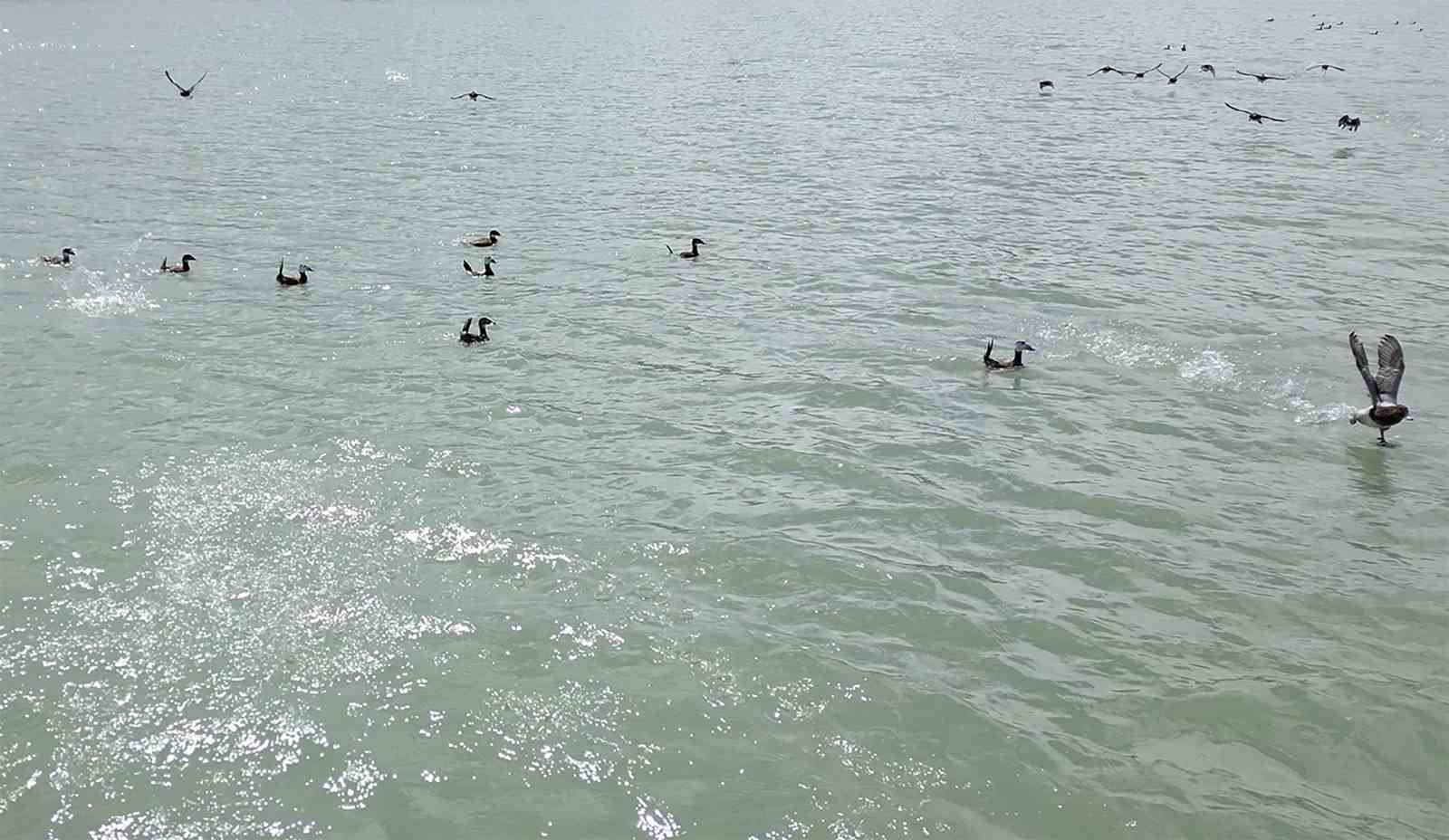 Van G&ouml;l&uuml;&rsquo;nde nesli tehlike altındaki Dikkuyruk g&ouml;r&uuml;nt&uuml;lendi
