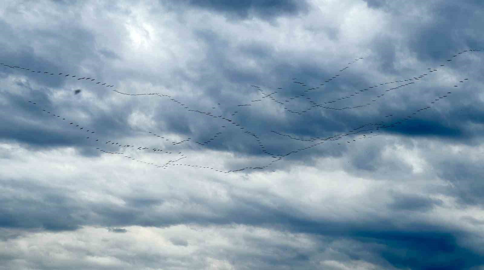 G&ouml;&ccedil; yolundaki pelikan s&uuml;r&uuml;s&uuml;n&uuml;n Bursa molası
