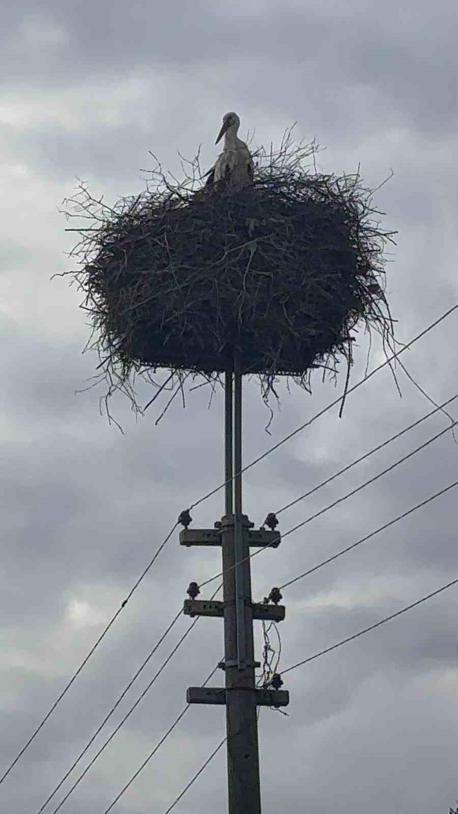 Bozdoğan&rsquo;da baharın m&uuml;jdecisi leylekler yuvalarına d&ouml;nd&uuml;
