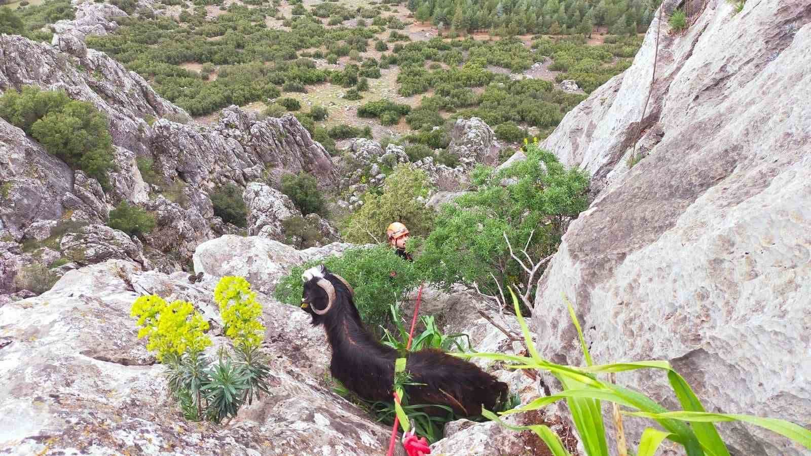 Dağda mahsur kalan keçi kurtarıldı