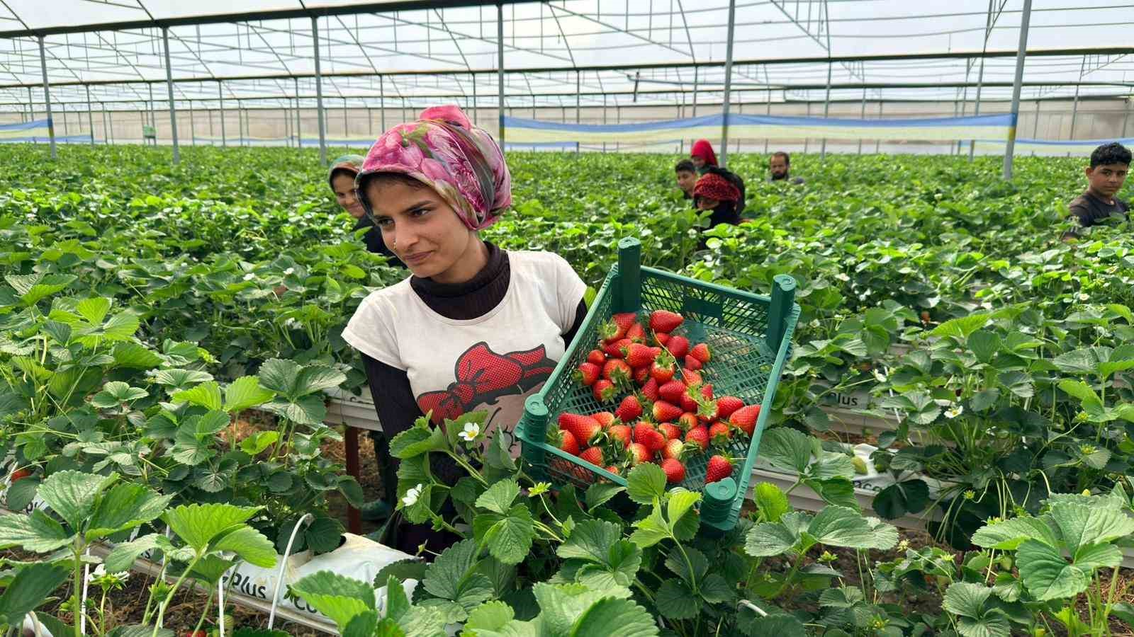 Almanya&rsquo;da eğitim aldı, T&uuml;rkiye&rsquo;de "topraksız" başarıyı yakaladı: Hedef 100 ton &ccedil;ilek
