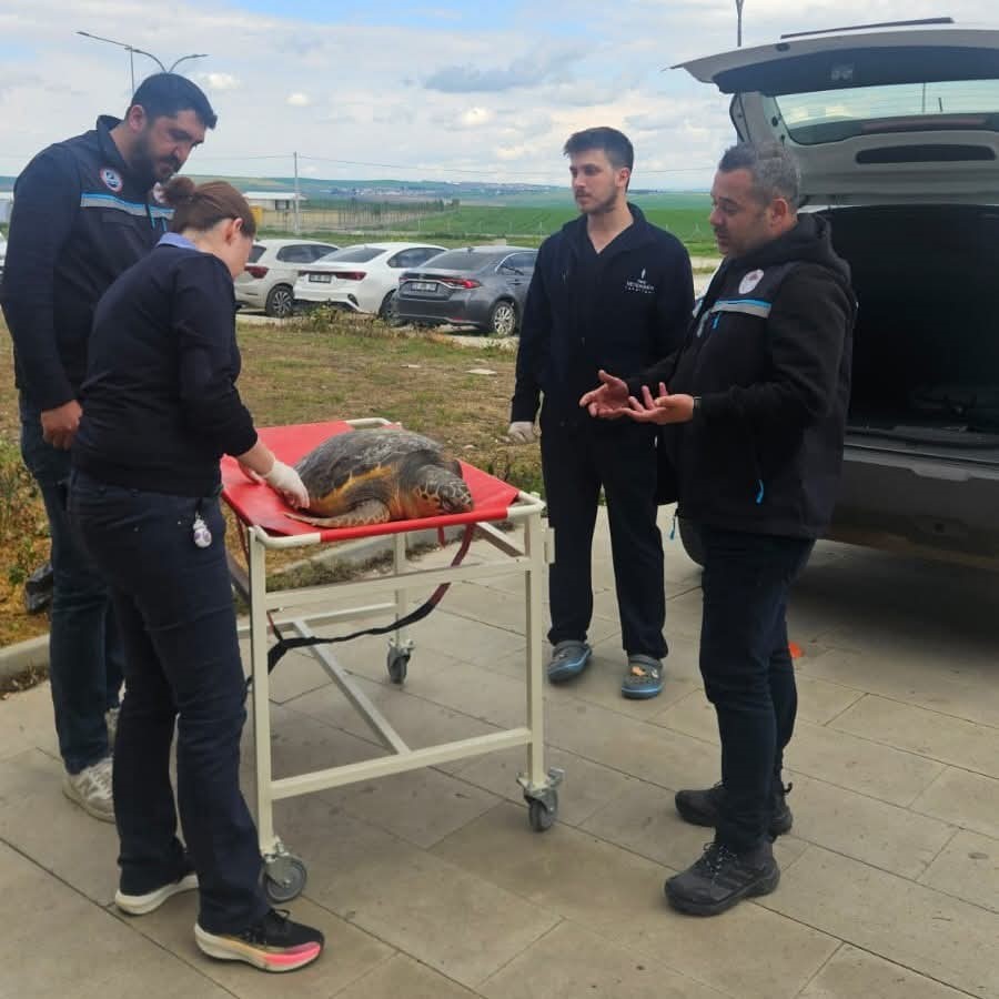 Tekirdağ&rsquo;da &ouml;l&uuml; bulunan caretta caretta incelemeye alındı

