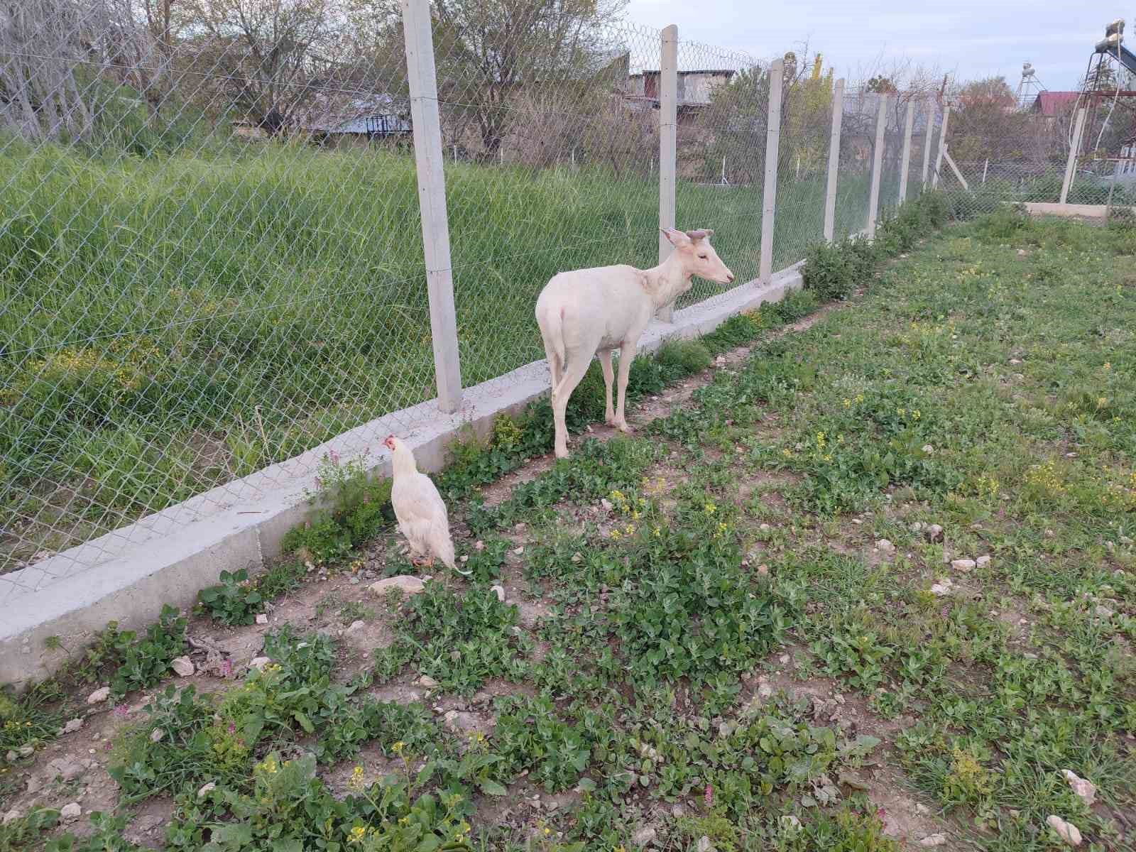 Elazığ’da beyaz alageyik evin bahçesine indi