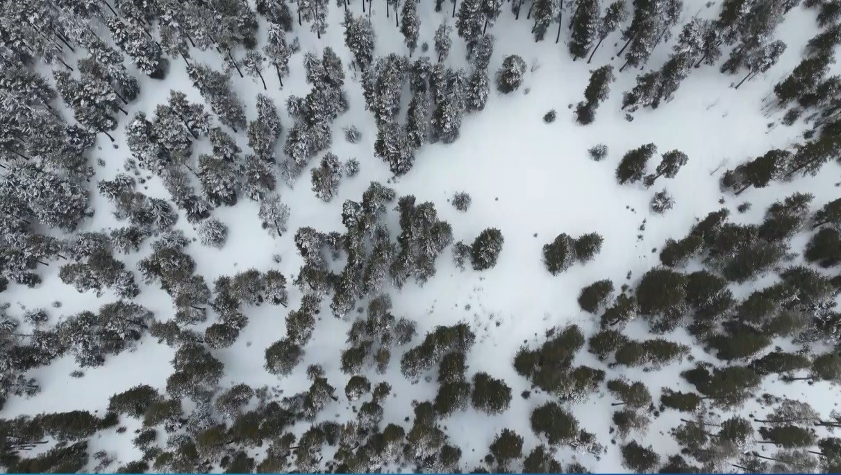 Kars’ta sarıçam ormanları beyaza büründü, tarım arazileri kar altında