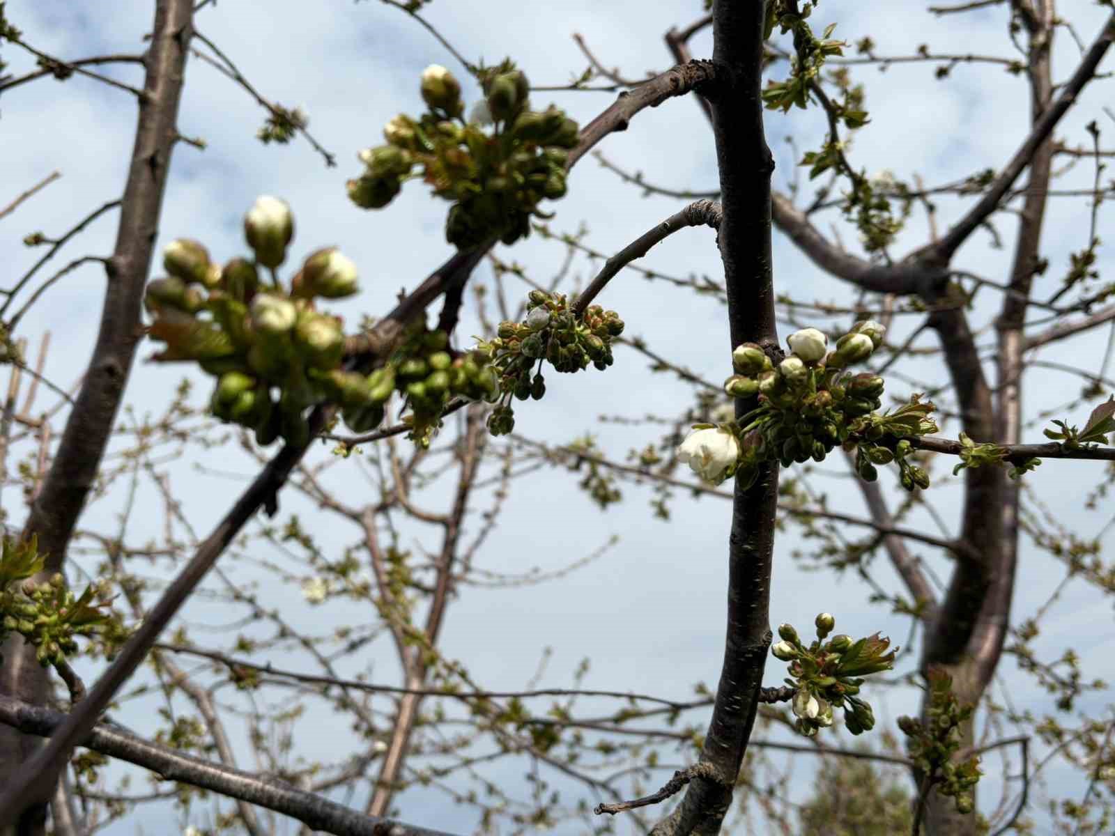 Salihli’de ‘Monilya’ tehlikesi