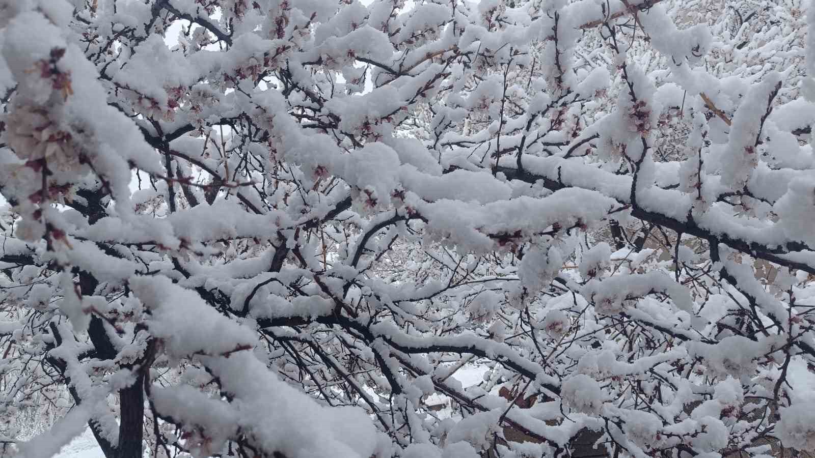 &Ccedil;i&ccedil;ek a&ccedil;an ağa&ccedil;lar yağan karla beyaza b&uuml;r&uuml;nd&uuml;
