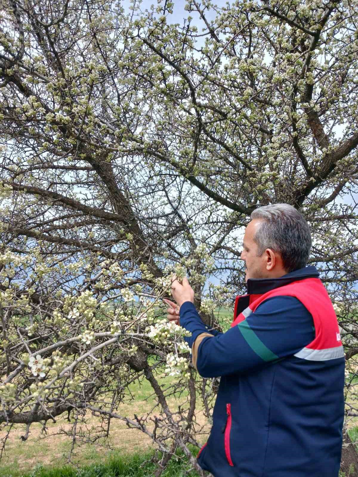 Zirai don olaylarına karşı meyve bah&ccedil;elerinde kontroller s&uuml;r&uuml;yor
