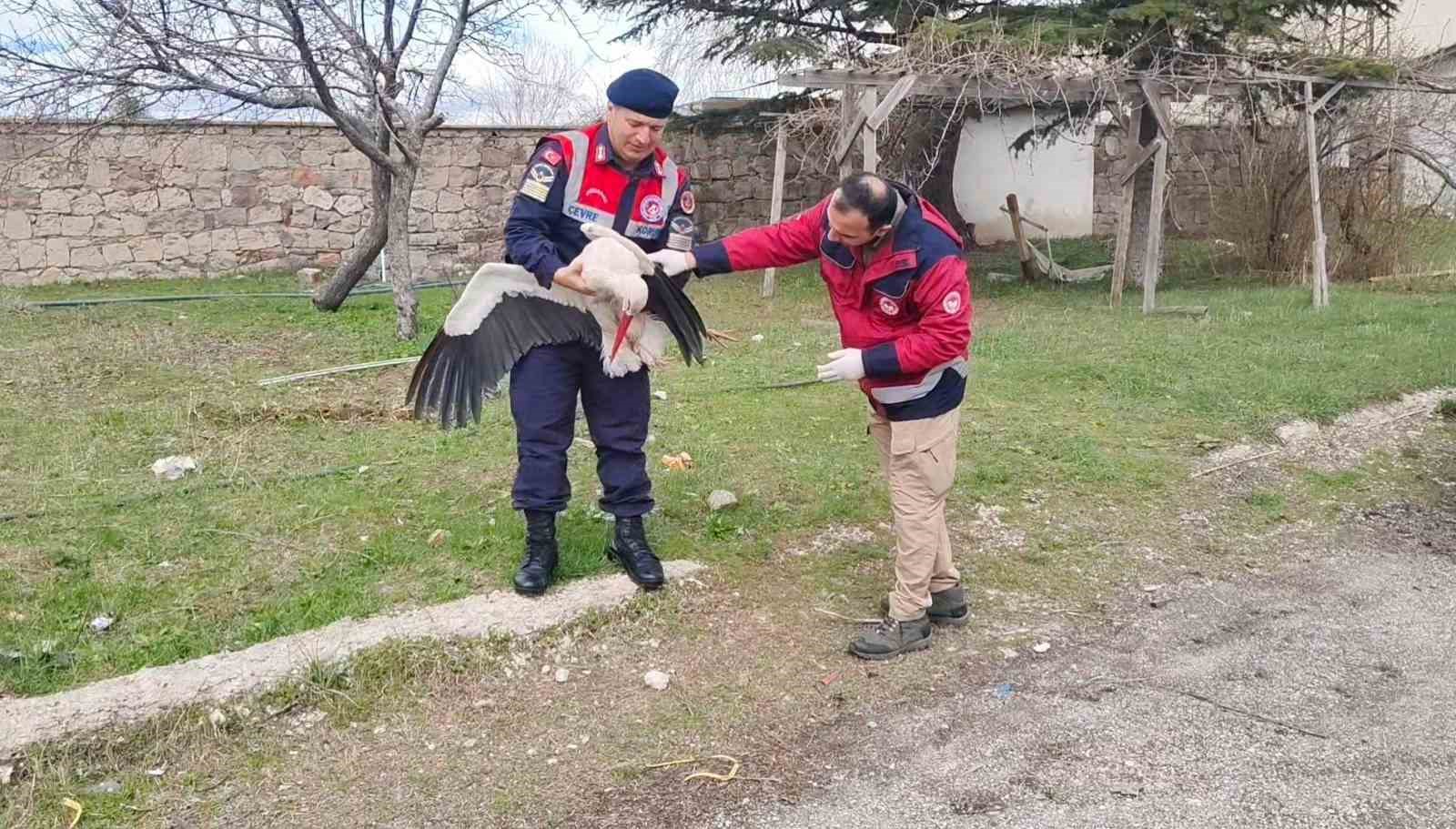 Hasta leylek koruma altına alındı
